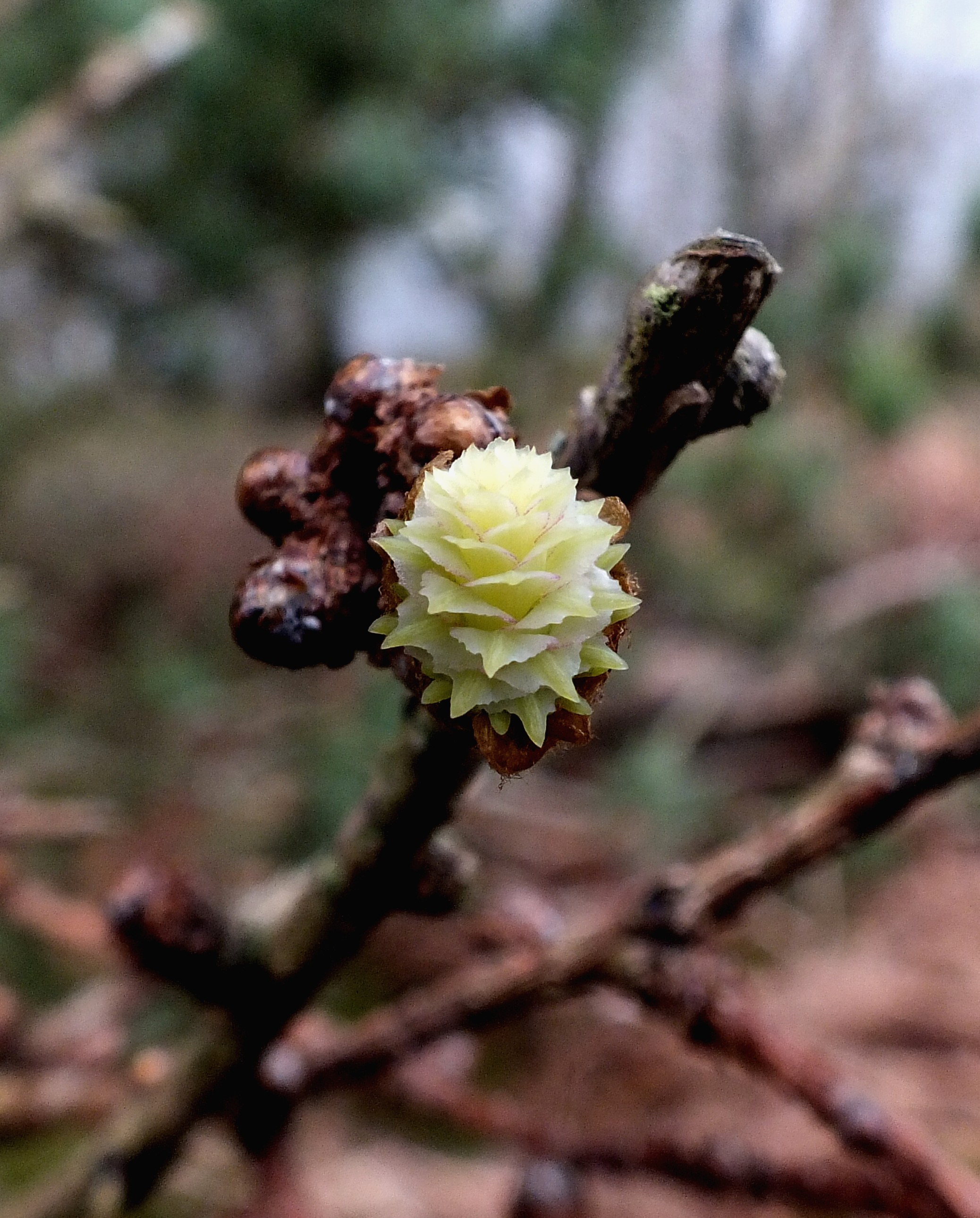 BIRTH OF A NEW CONE. Bill Bagley Photography
